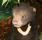 Perth Zoo - Darwin Tourism