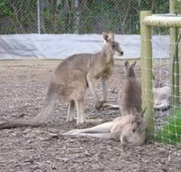 Jirrahlinga Koala  Wildlife Sanctuary - Darwin Tourism