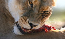 Werribee Open Range Zoo - Darwin Tourism 2