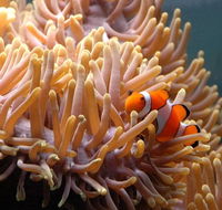 Reef HQ Great Barrier Reef Aquarium - Darwin Tourism
