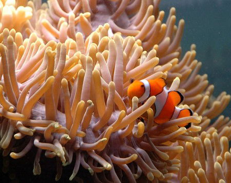 Reef HQ Great Barrier Reef Aquarium - Darwin Tourism 0