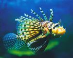 Underwater World - Darwin Tourism 0