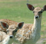 Marapana Wildlife Park - Darwin Tourism