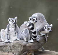 Adelaide Zoo - Darwin Tourism