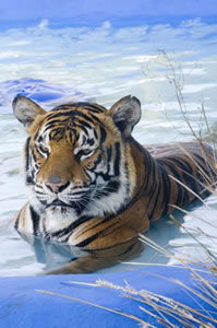 Richmond TAS Darwin Tourism