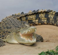 Dundee's Wildlife Park - Darwin Tourism