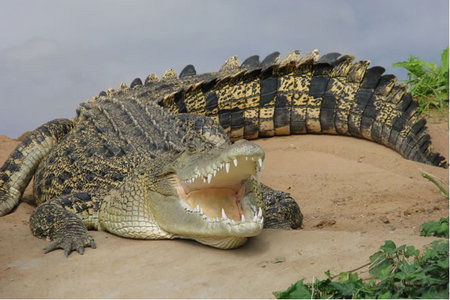 Dundee's Wildlife Park - Darwin Tourism 0