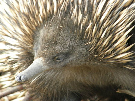 Dundee's Wildlife Park - Darwin Tourism 3