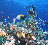 Drop Zone Dive Site - Darwin Tourism