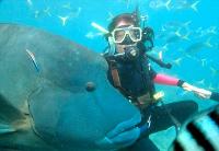 Maxi Ragamuffin - Darwin Tourism 1