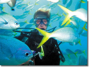 Maxi Ragamuffin - Darwin Tourism 3