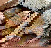 Alice Springs Reptile Centre - Darwin Tourism