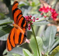 Butterfly Farm - Darwin Tourism