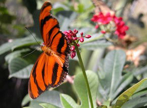 Butterfly Farm - Darwin Tourism 0