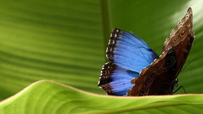 Butterfly Farm - Darwin Tourism 3