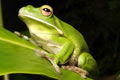 The Rainforest Habitat - Darwin Tourism 0