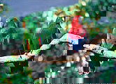 The Rainforest Habitat - Darwin Tourism 1