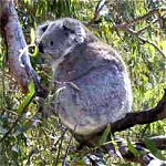 Koala Conservation Centre - Darwin Tourism 0