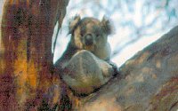 Koala Conservation Centre - Darwin Tourism 2