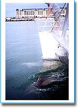 Temptation Sailing - Darwin Tourism 1