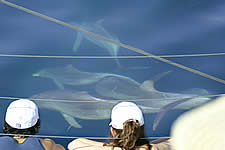 Temptation Sailing - Darwin Tourism 2