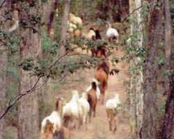 High Country Horses - Darwin Tourism 2