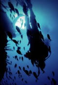 Scuba World - Darwin Tourism 0
