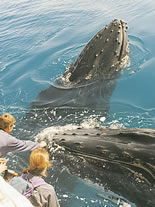 Storeyline Tours - Darwin Tourism 1