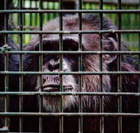 Rockhampton Zoo - Darwin Tourism