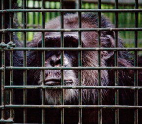 Rockhampton Zoo - Darwin Tourism 0