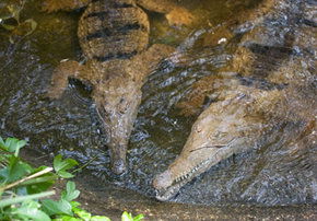 Rockhampton Zoo - Darwin Tourism 1