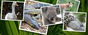 Rockhampton Zoo - Darwin Tourism 2