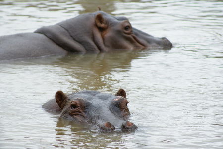 Cairns Wildlife Safari Reserve - Darwin Tourism 2