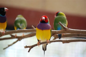 Kyabram Fauna Park - Darwin Tourism 1