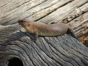 Kyabram Fauna Park - Darwin Tourism 2