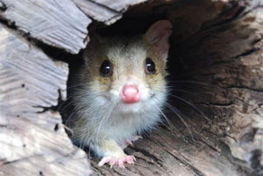 Kyabram Fauna Park - Darwin Tourism 3