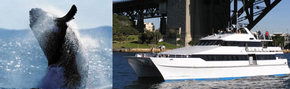 Prestige Harbour Cruises - Darwin Tourism 3