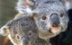 Symbio Wildlife Gardens - thumb 1