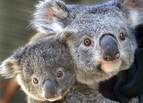 Symbio Wildlife Gardens - Darwin Tourism 1