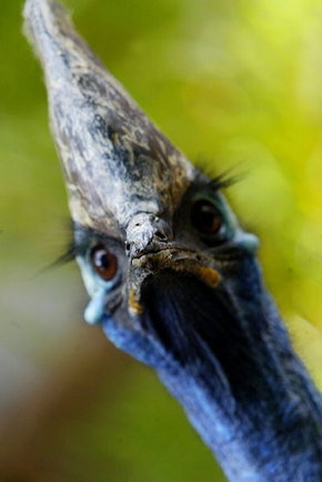 Symbio Wildlife Gardens - Darwin Tourism 2