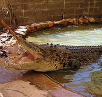 Wyndham Zoological Gardens and Crocodile Park