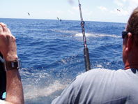 Downunder Charters - Darwin Tourism 3