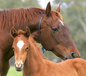 Tarcombe VIC Darwin Tourism