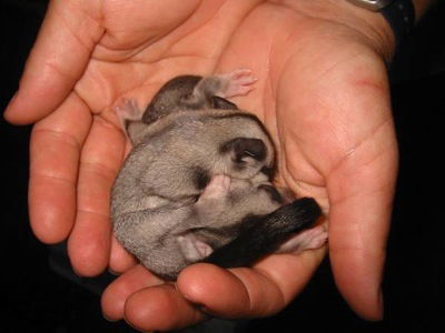 Cool Companions - Darwin Tourism 0