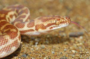 Cool Companions - Darwin Tourism 1