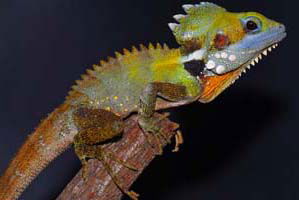 Cool Companions - Darwin Tourism 2