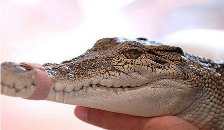 Cool Companions - Darwin Tourism 3