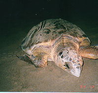 Footprints Adventures - Darwin Tourism