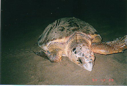 Footprints Adventures - Darwin Tourism 0