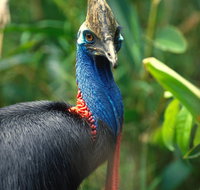 David Fleay Wildlife Park - Darwin Tourism